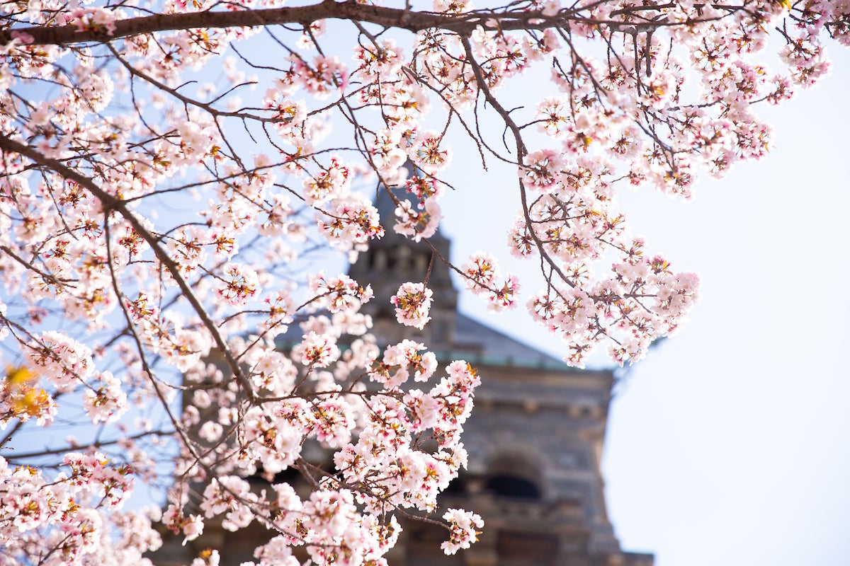 Foreground image of cherry blossoms with building behind