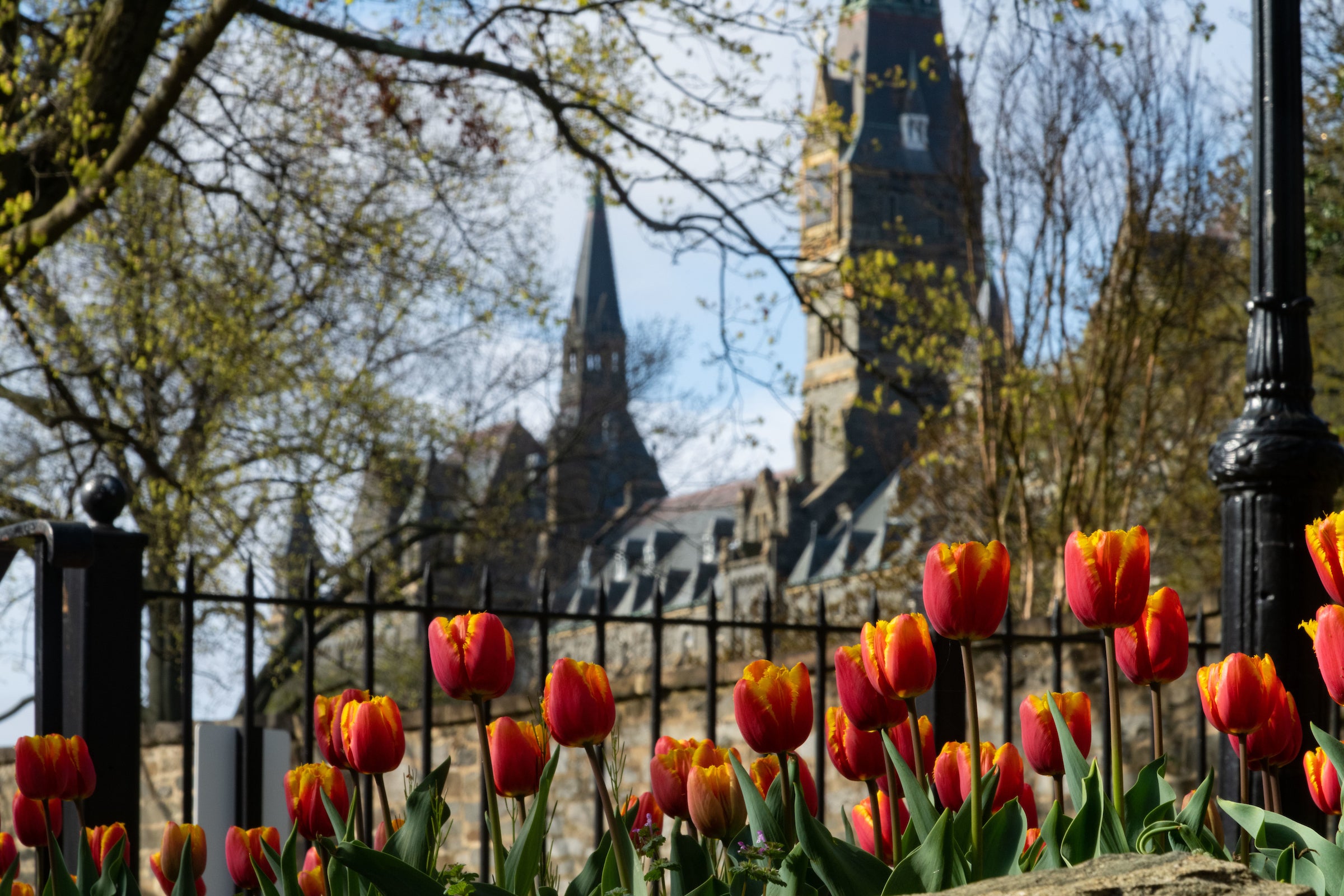 Campus view of Healy Hall with tulips flowers in foreground