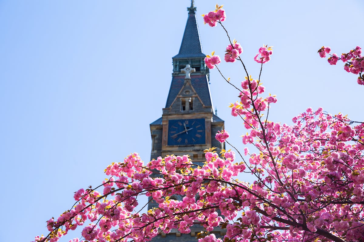 View from below of Healy Hall Clock Tower - side filled with Cherry Blossoms