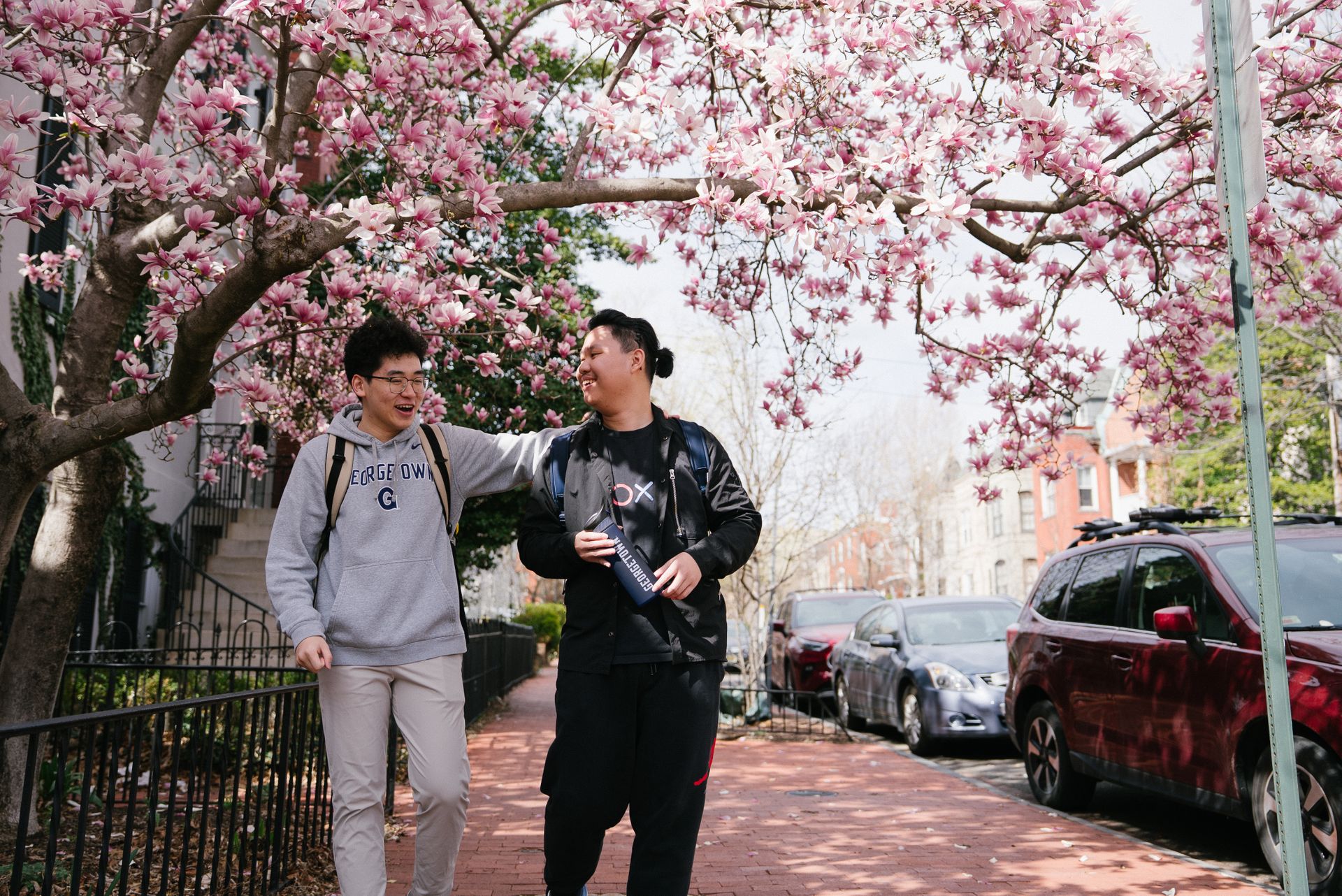 Two students walking in Georgetown under the cherry blossom trees